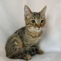 Thumbnail photo of Peter Pan #2