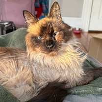 Thumbnail photo of Pesto #1