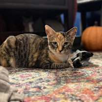 adopt-pet