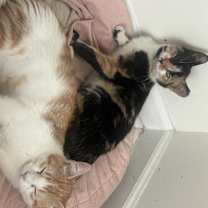 Thumbnail photo of Norma #2