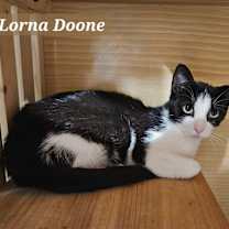 Thumbnail photo of Lorna Doone #4