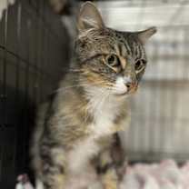 Thumbnail photo of Candy #1