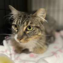 Thumbnail photo of Candy #2