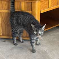 Thumbnail photo of Agnus and KK #4