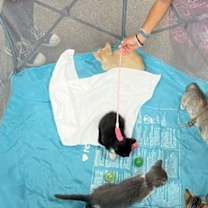 Thumbnail photo of Chocolate Chips and Stripes #4