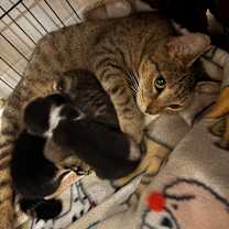 Thumbnail photo of Emerald (Mom) #2