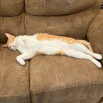 Thumbnail photo of Peach #1