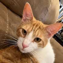 Thumbnail photo of Peach #2