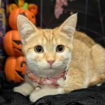 Thumbnail photo of Enchilada #3