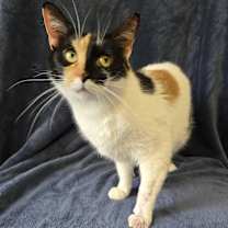 adopt-pet