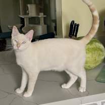 Thumbnail photo of Ravi #2