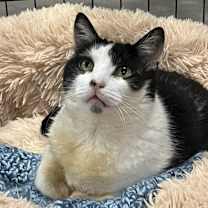 Thumbnail photo of Janis Joplin #3