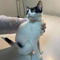 Thumbnail photo of Zizi #1