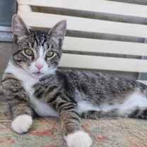 Thumbnail photo of Sneakers #3