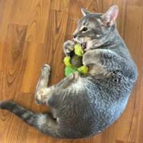 Thumbnail photo of Pikachu #1