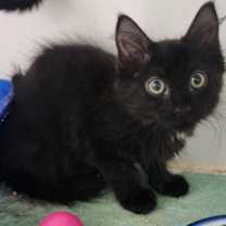 Thumbnail photo of Harper #2