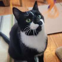 Thumbnail photo of RUGGLES #2