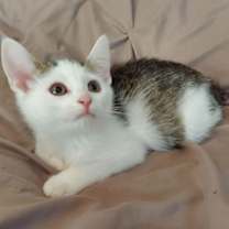 Thumbnail photo of Snow #2