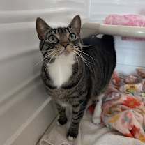 Thumbnail photo of Mazey #2