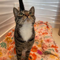 Thumbnail photo of Mazey #3