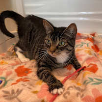 Thumbnail photo of Mazey #4