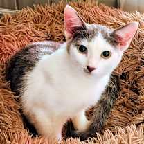 Thumbnail photo of Vale #2