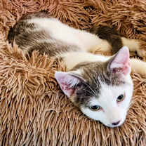 Thumbnail photo of Vale #3