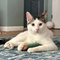 Thumbnail photo of Cruello #1