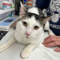 Thumbnail photo of Cruello #2