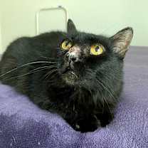 Thumbnail photo of Sadie #2