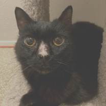 Thumbnail photo of Sadie #3