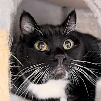 Thumbnail photo of Twitch  #4