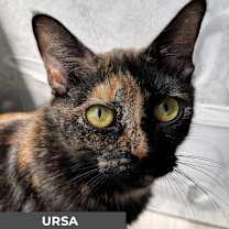 Thumbnail photo of Ursa #1