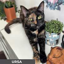 Thumbnail photo of Ursa #2