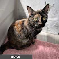 Thumbnail photo of Ursa #3