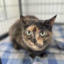 Thumbnail photo of Poppy #4