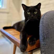 Thumbnail photo of Tadpole #1