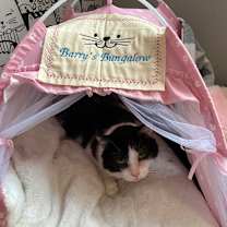 adopt-pet