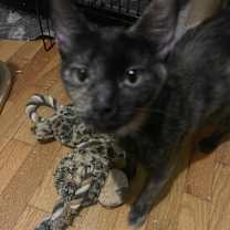 Thumbnail photo of Miss Tea #1