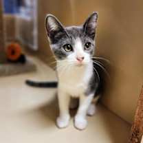 Thumbnail photo of Lily #1