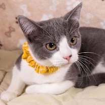 Thumbnail photo of Lily #2