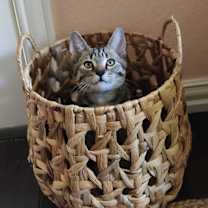 Thumbnail photo of Lil Reg #2