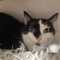 Thumbnail photo of Emily (gentle former stray momma) #2