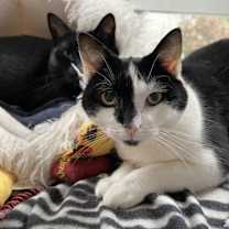 Thumbnail photo of Emily (gentle former stray momma) #4