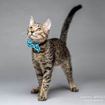 Thumbnail photo of Nubs #1