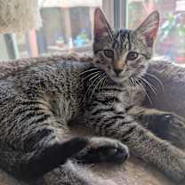 Thumbnail photo of Nubs #3