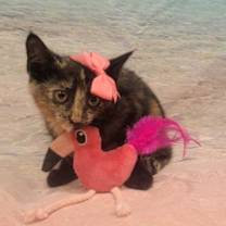 Thumbnail photo of Liberty #4