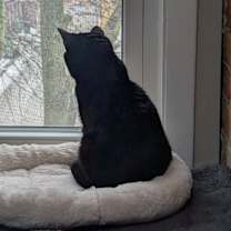 Thumbnail photo of Poppins #3