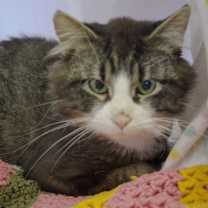 adopt-pet