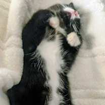 Thumbnail photo of Torti #2